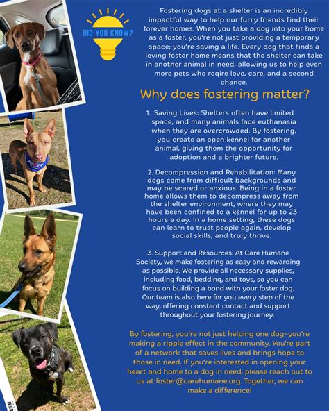 Foster Care for Dogs: An Impactful Guide to Giving Back