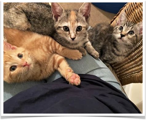 Foster Kittens Near Me: A Heartwarming Guide to Saving Lives