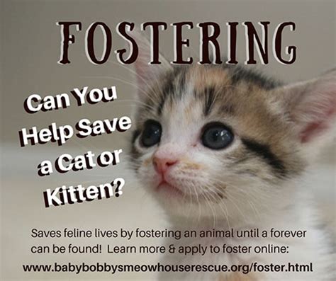 Foster a Cat Near Me: A Guide to Saving Lives One Furry Friend at a Time