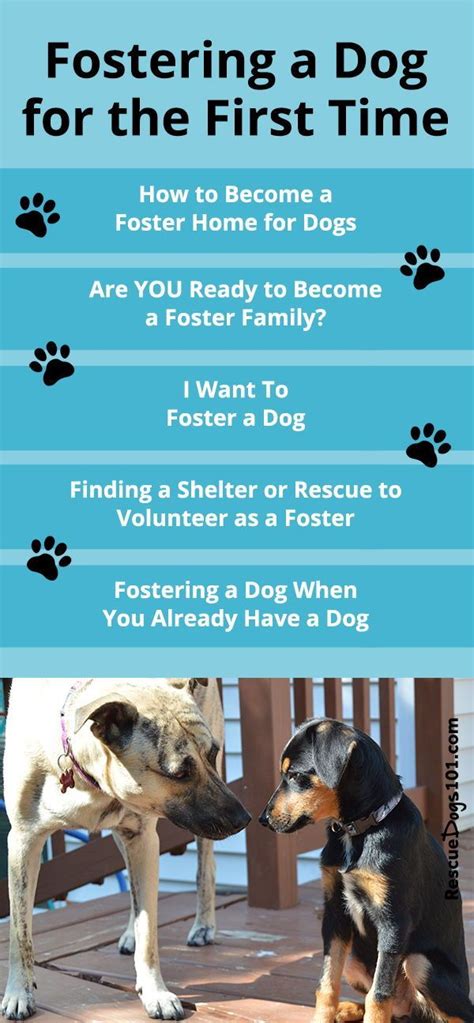 Foster a Dog Near Me: A Meaningful Guide to Animal Welfare