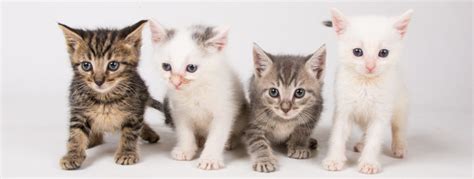 Fostering 1,000 Cats Near You: A Lifeline for Feline Friends