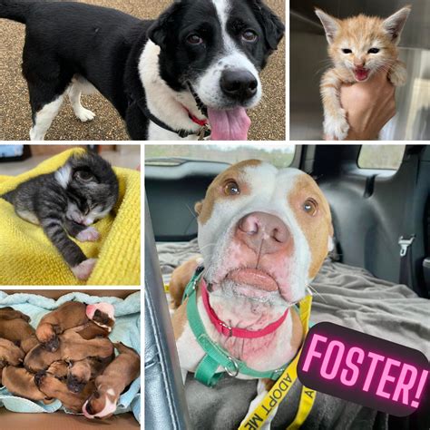 Fostering Dogs Near Me: A Guide to Saving Lives