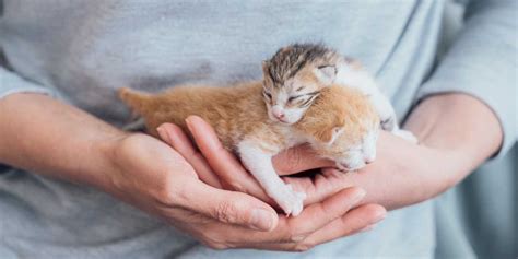 Fostering Kittens Near Me: A Comprehensive Guide