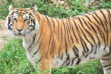 Fotografias de Tigres: Capturando a Beleza e a Força dos Maiores Felinos do Mundo