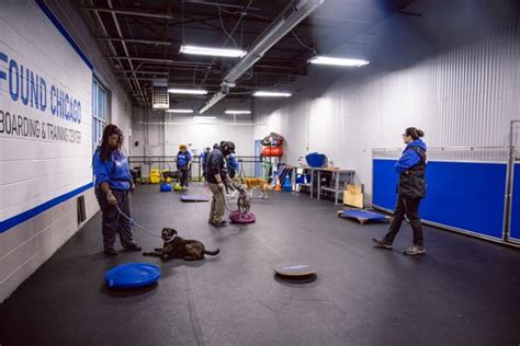 Found: Chicago Boarding & Training Center That Will Transform Your Dog's Behavior