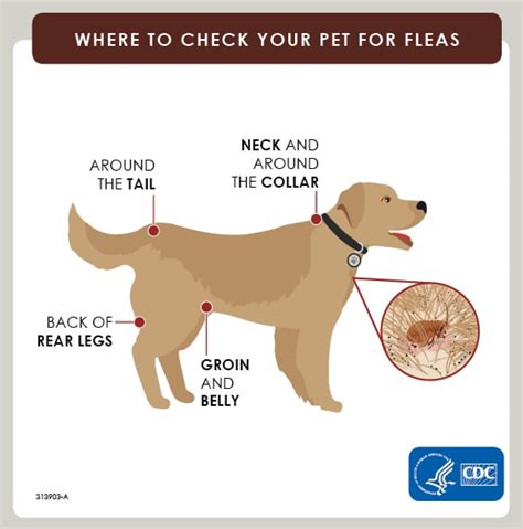 Found 2 Fleas on Dog: A Comprehensive Guide to Flea Control and Prevention