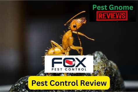 Fox Pest Control Reviews: Your Comprehensive Guide to Effective Solutions