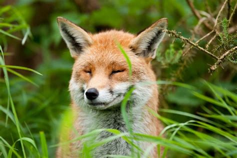 Fox Pressure: Understanding and Mitigating Pressure on Foxes