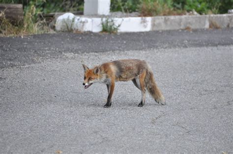 Foxes: A Growing Urban Pest Problem