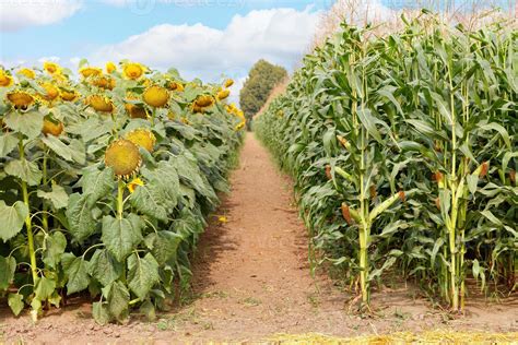 Fragment of Agriculture: