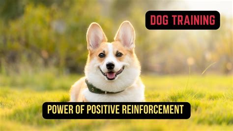 Freakinmariah20: Unleashing the Power of Positive Dog Training