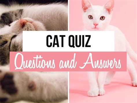 Free Cat Questions And Answers Doc