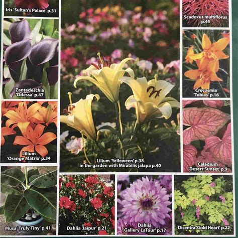 Free Flower Bulb Catalogs