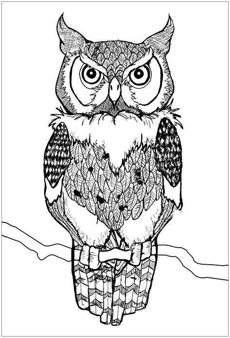Free Printable Coloring Pictures Of Owls