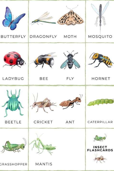 Free Printable Pictures Of Insects