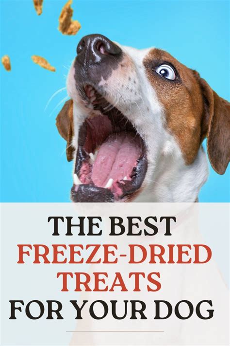 Freeze dried dog treats research and studies