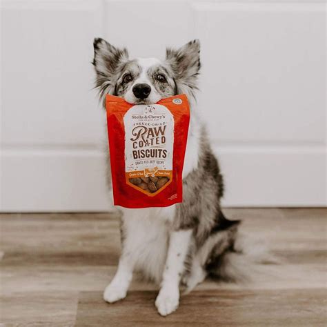 Freeze-Dried Dog Treats: News and Updates for 2025