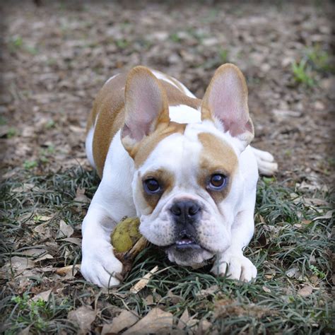 French and English Bulldog mix