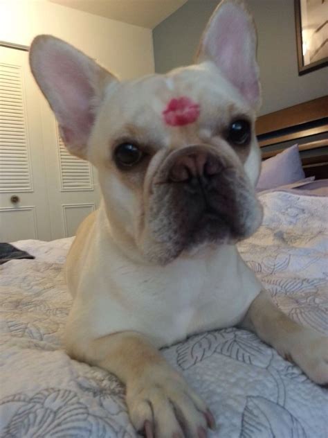 Frenchie Kisses Kindle Editon