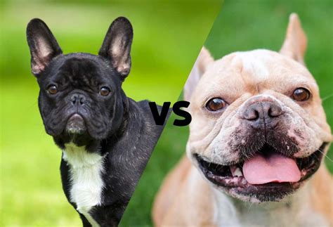 Frenchie vs. Bulldog: The Ultimate Guide to the French Bulldog & English Bulldog Mix