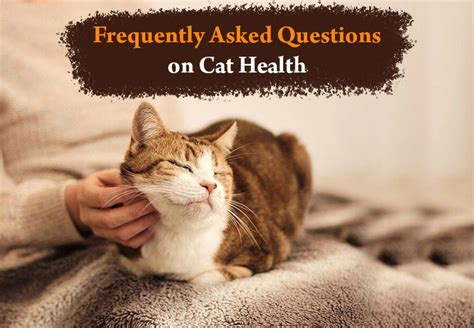 Frequently Asked Questions About Taking in a Cat