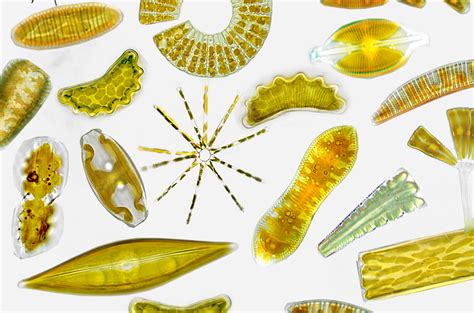 Fresh Water Diatoms in Ireland Reader