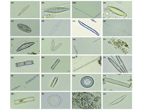 Fresh-Water Diatoms of Central Gujarat With A Review and Some Others Epub