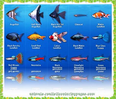 Freshwater Fish: Names, Pictures, and Fun Facts