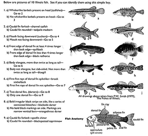 Freshwater Fish Classification Dichotomous Key Answer PDF