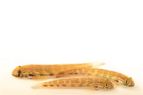 Freshwater Gobies: The Versatile Species with Hidden Potential