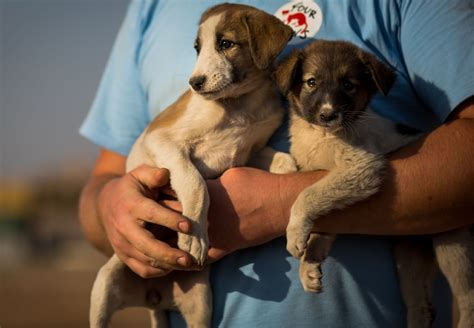 Friends of Strays: Saving 25,000 Homeless Animals Annually