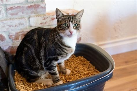 Friskies walnut cat litter