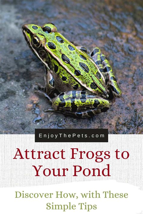 Frog Bog How To: 6 Ways to Create a Thriving Ecosystem