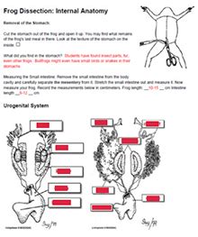 Frog Dissection Answers Key Doc