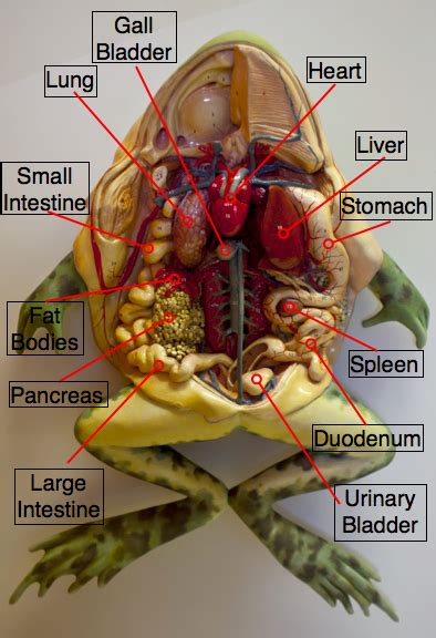 Frog Dissection Custom Answers Doc