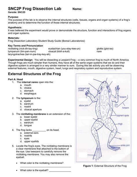 Frog Dissection Lab Answer Key PDF