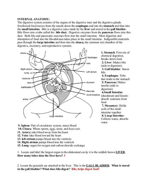 Frog Dissection Lab Answer Key PDF