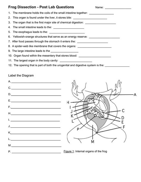 Frog Dissection Lab Answers Internal Anatomy Questions PDF