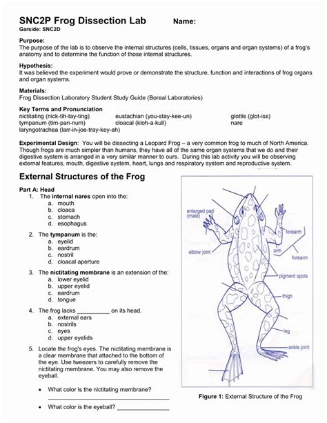 Frog Dissection Pre Lab Worksheet Answers Reader