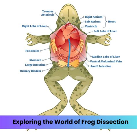 Frog Dissection Questions Schoolworld An Edline Solution PDF