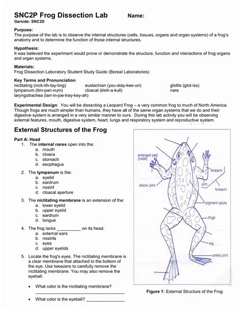 Frog External Anatomy Packet Answer Key PDF