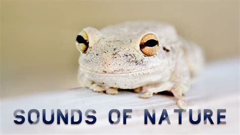 Frog Sounds at Night: A Symphony of Nature (50K Edition)