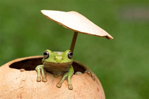 Frog Under a Coconut Shell Kindle Editon