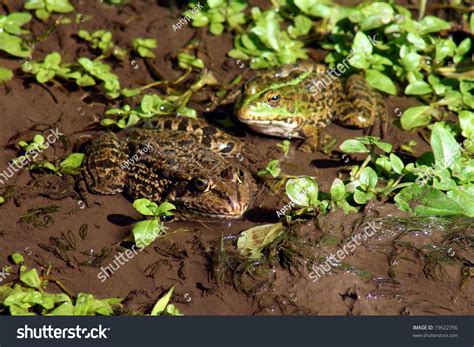 Frog in a Bog Reader