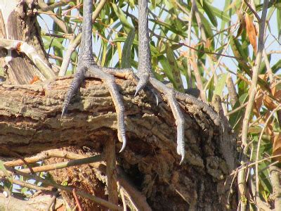 From Finches to Feet: A Comprehensive Guide to Avian Pedicure