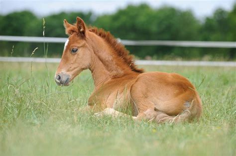 From Foal to Horse Epub