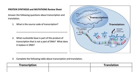 From Gene To Protein Transcription And Translation Answer Key PDF