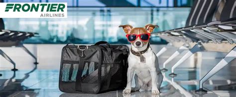 Frontier Airlines Dog Policy: All You Need to Know in 2023