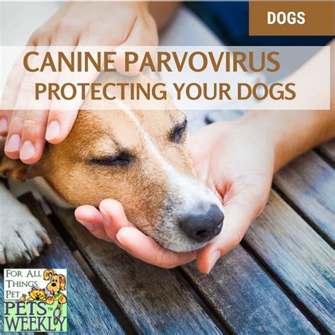 Frontline Canine: A Comprehensive Guide to Protecting Your Pup from Parasites