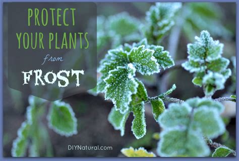 Frost Advisory: A Guide to Protecting Your Plants and Property